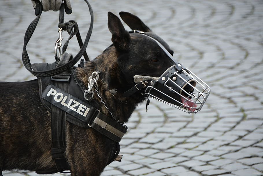 Dutch Shepherd Guard Dog